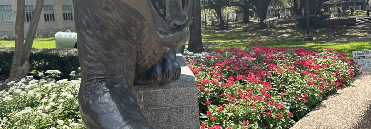 Cougar mascot statue on the campus of the University of Houston